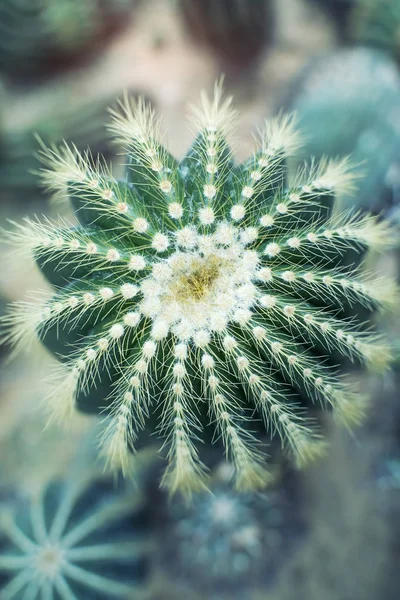 Cactus in a botanical garden — Stock Photo, Image