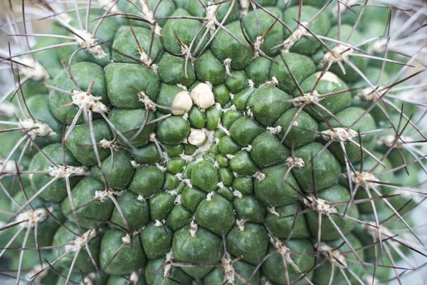 Cactus in a botanical garden — Stock Photo, Image