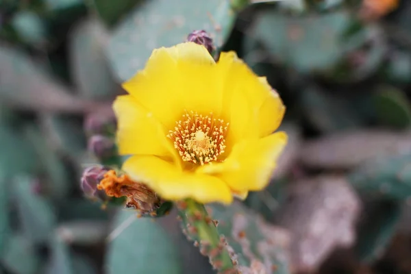 Flower on top of a Green Cactus in the Desert