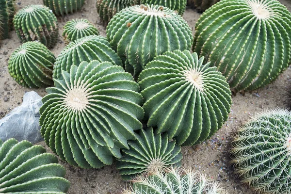 Cactus in a botanical garden — Stock Photo, Image