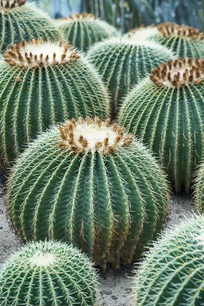 Cactus in a botanical garden — Stock Photo, Image