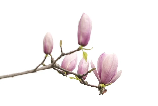 粉红色的木兰花，白色背景隔离 — 图库照片