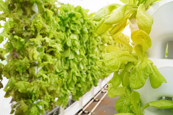 Sistema de plantación de vegetales hidropónicos de tuberías de agua pvc . — Foto de Stock