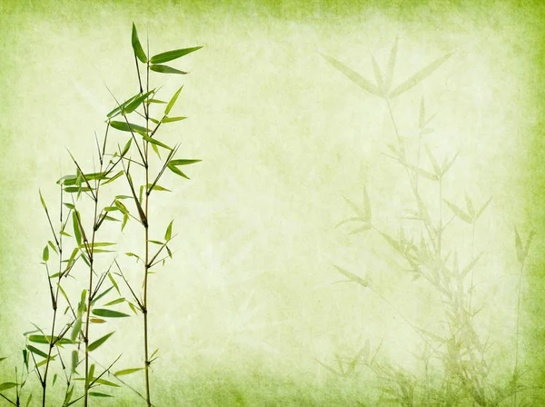Bambu på gamla grunge papper konsistens bakgrund — Stockfoto