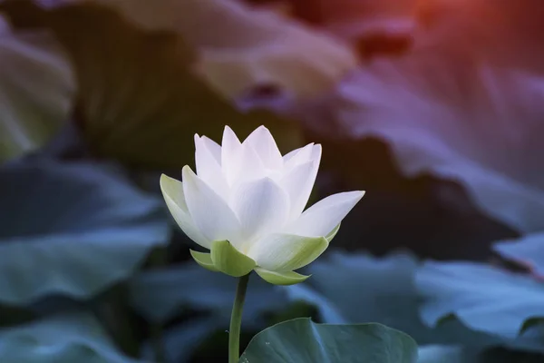 Flor de lótus branco na lagoa — Fotografia de Stock