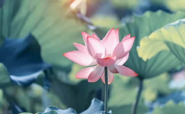 美しいピンクの蓮の花の植物 — ストック写真