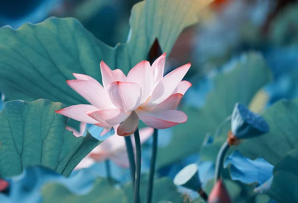 Schöne rosa Lotusblütenpflanzen — Stockfoto
