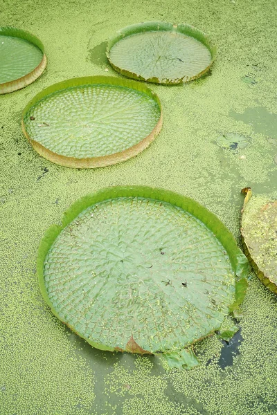 Riesiger schwimmender Lotus (riesige amazonische Seerose, victoria amazonia) l — Stockfoto