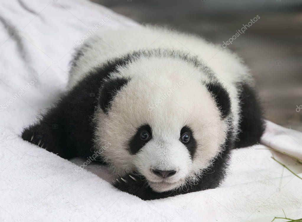 Baby of Giant Panda rests