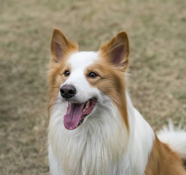 Yeşil çimenlerin üzerindeki köpek.
