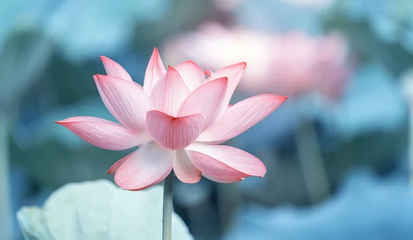 Красиві рожеві квіти лотоса — стокове фото