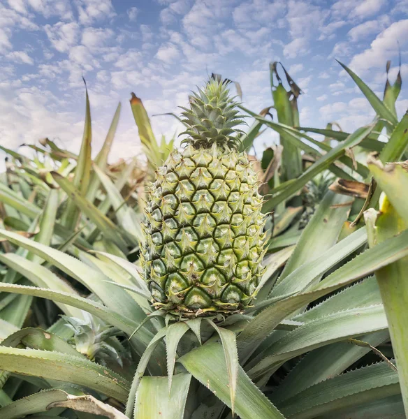Çiftlikteki ananas meyvesi — Stok fotoğraf