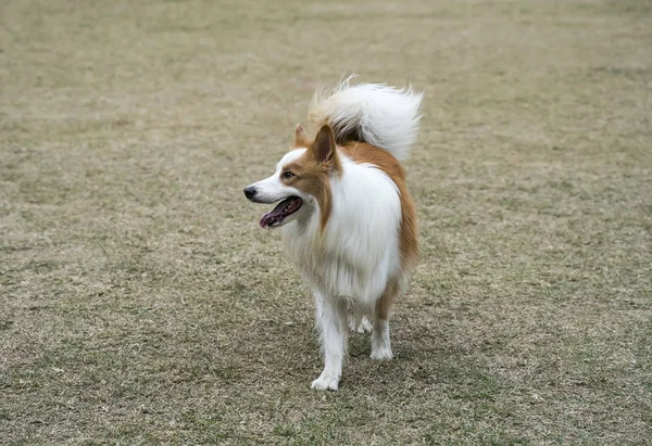 Ο σκύλος σε ένα πράσινο γρασίδι — Φωτογραφία Αρχείου