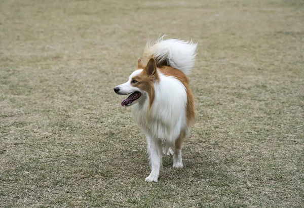 The dog on a green grass — Stock Photo, Image