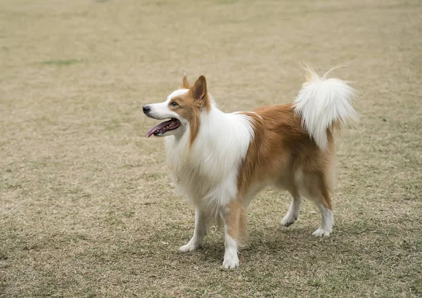 Der Hund auf dem grünen Gras — Stockfoto