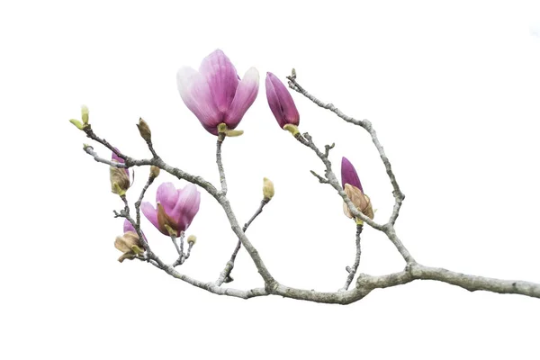 Rosa magnolia blommor isolerad på vit bakgrund — Stockfoto