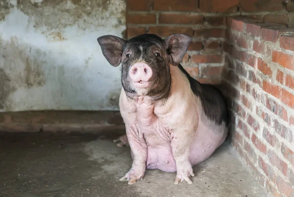 Biggen op boerderij — Stockfoto