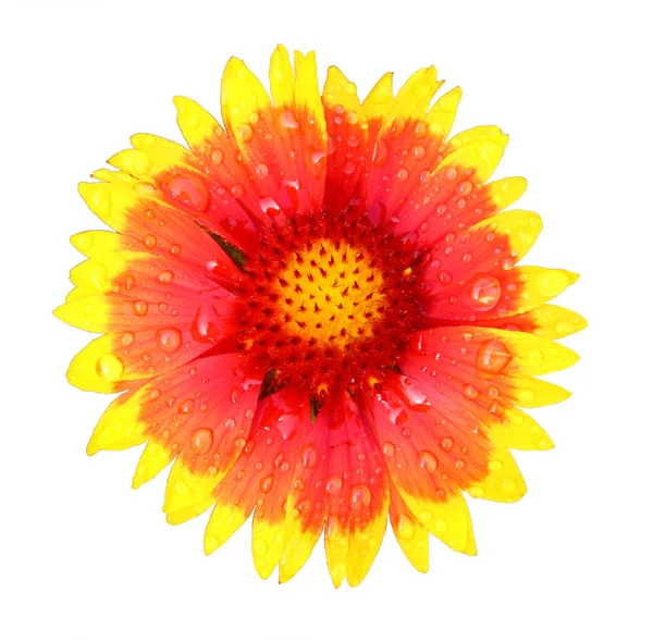 Ortak Blanketflower Üzerinde Beyaz Portre Izole Çiçek — Stok fotoğraf