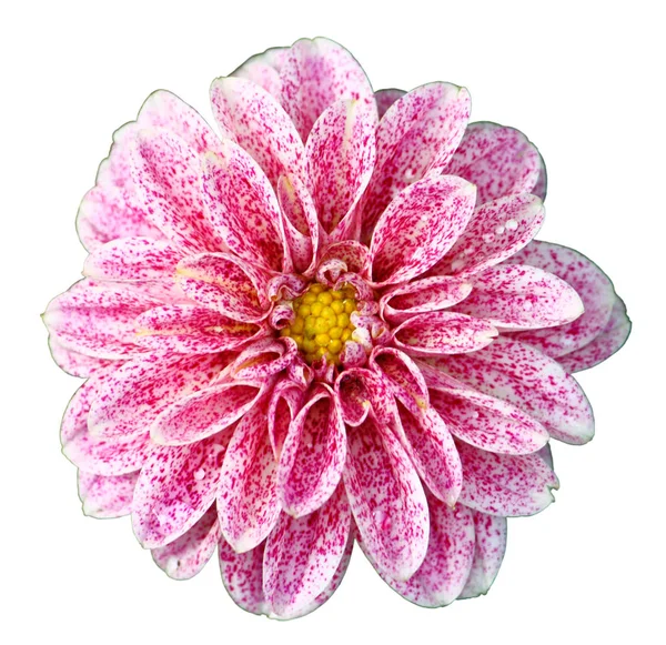 Květ Růžový Dahlia Izolované Bílém Closeup — Stock fotografie