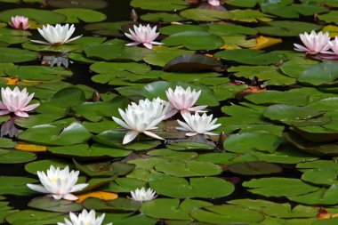 Bir havuzda nilüfer çiçekleri