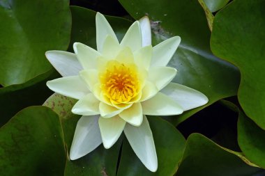 Bir havuzda sarı nilüfer çiçeği