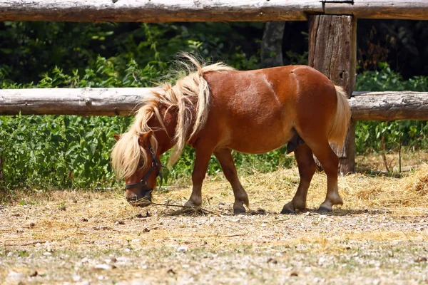 Brown Little Horse Summer Day — Stock Photo, Image
