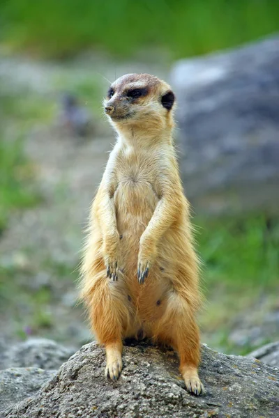 Meerkat Cuidando Sua Família — Fotografia de Stock