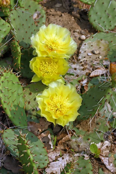 黄色の通称 ウチワ サボテン ウチワ サボテンの花 — ストック写真