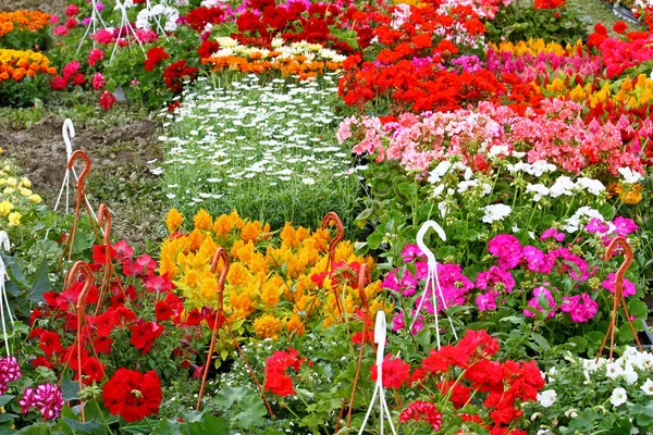 Vente Fleurs Sur Marché Aux Fleurs — Photo