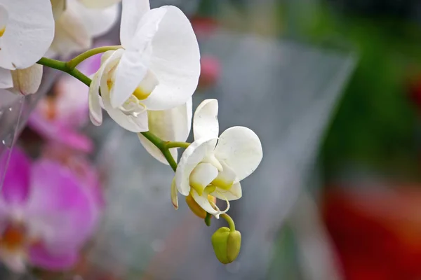 Fehér Orchidea Virágok Ága — Stock Fotó