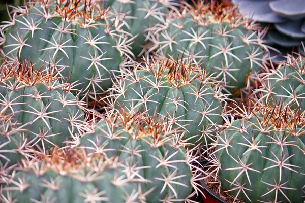 Kis Gyűjtemény Kaktuszok Botokkal Háttér — Stock Fotó