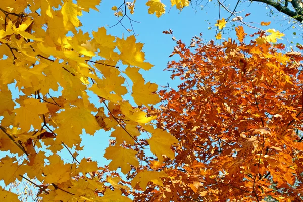 Feuilles Automne Colorées Devant Ciel — Photo