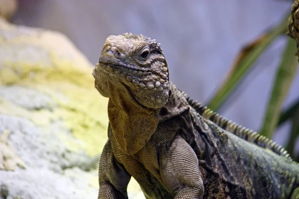 Iguane Des Rochers Cyclura Nubila Est Une Espèce Iguane Famille — Photo