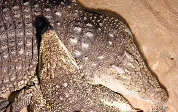 Δύο Αφρικανούς Κροκόδειλοι Κοντινό Πλάνο — Φωτογραφία Αρχείου