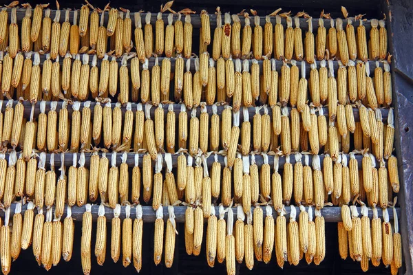 Érett Szárított Kukorica Csövek Falra Akasztható — Stock Fotó