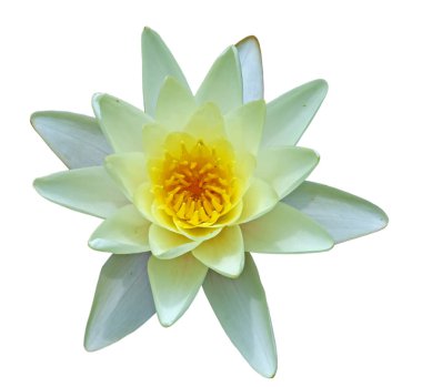 Bir havuzda sarı nilüfer çiçeği