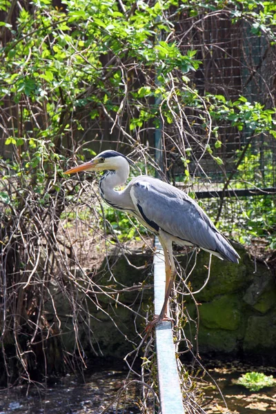 Volavky Popelavé Ardea Cinerea Dlouho Legged Dravé Brodivého Ptáka Celé — Stock fotografie