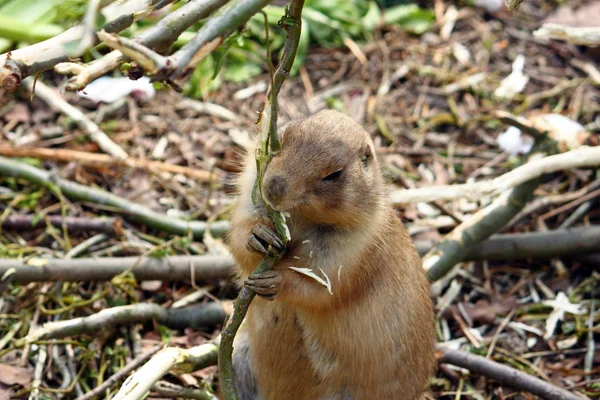 Chien Prairie Cynomys Ludovicianus Est Rongeur Des Grandes Plaines Amérique — Photo