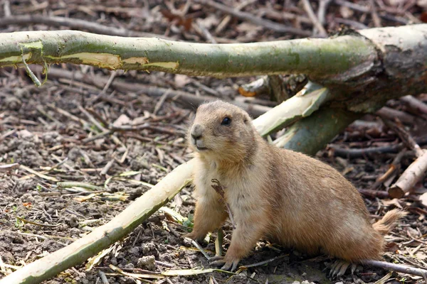 Cão Pradaria Cauda Preta Cynomys Ludovicianus Roedor Encontrado Nas Grandes — Fotografia de Stock