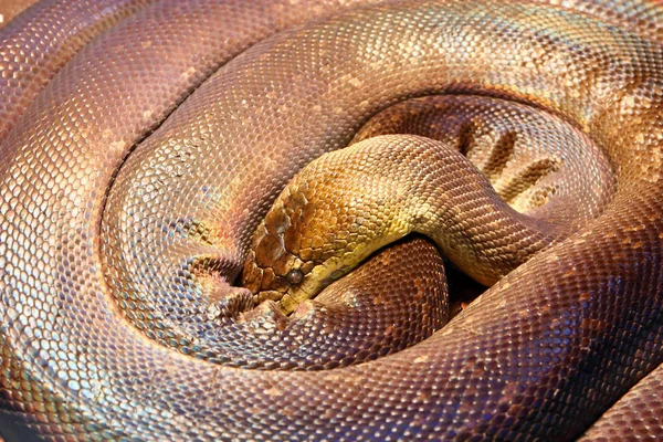 Macklot Python Liasis Mackloti Python Arter Som Finns Indonesien East — Stockfoto