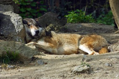 Avrasya kurt, canis lupus lupus, ağacın gölgede yalan