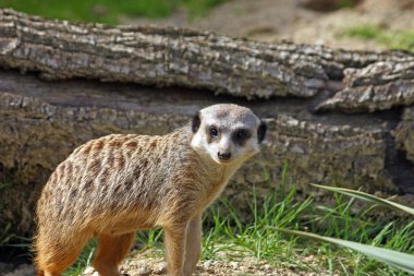 Ailesi üzerinde izlerken çöl faresi, suricata suricatta,