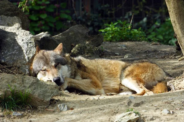 Eurasian Wolf Canis Lupus Lupus — Stock Photo, Image