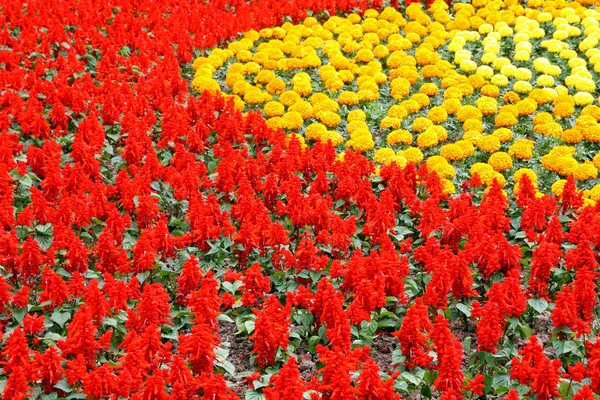 Червоні Жовті Квіти Фон — стокове фото