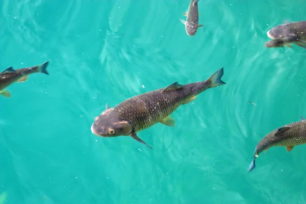 Grote Forel Zwemmen Het Kristalheldere Water Van Meren Van Plitvice — Stockfoto