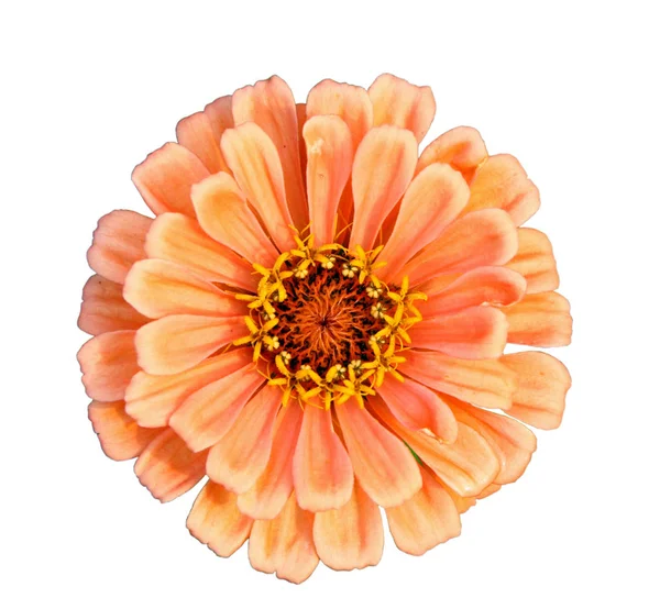 Fleur Zinnia Orange Colorée Isolée Sur Fond Blanc Gros Plan — Photo