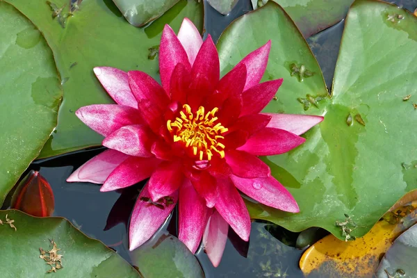Flower Pink Water Lily Pond — Stock Photo, Image