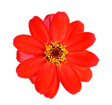 Beyaz arkaplanda izole edilmiş renkli kırmızı zinya çiçeği, yakın plan