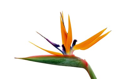 Bird of paradise flower, strelitzia reginae, flowering plant indigenous to South Africa, isolated on white background clipart