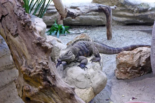 Küba Rock Iguana Cyclura Nubila Bir Iguana Ailesinin Kertenkele Türüdür — Stok fotoğraf